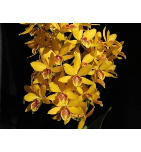 Epc. Kyoguchi &ndash; Sắc hoa nổi bật, form đẹp dễ chơi - TG