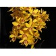 Cattleya Kyoguchi – Sắc hoa nổi bật, form đẹp dễ chơi - TG
