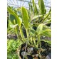 C. intermedia var. suavissima – Thanh khiết, hương thơm nhẹ, chuẩn lan rừng Brazil - TG