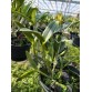 C. intermedia var. suavissima – Thanh khiết, hương thơm nhẹ, chuẩn lan rừng Brazil - TG