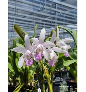 C. intermedia var. suavissima &ndash; Thanh khiết, hương thơm nhẹ, chuẩn lan rừng Brazil - TG
