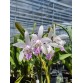 C. intermedia var. suavissima – Thanh khiết, hương thơm nhẹ, chuẩn lan rừng Brazil - TG