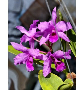 C. deckeri &ndash; Vẻ đẹp rừng nguy&ecirc;n bản, hương thơm quyến rũ - TG
