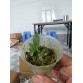 C. cernua aurea – Sắc vàng rực rỡ, lan mini độc đáo dễ sưu tầm - TG