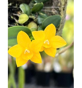 C. cernua aurea &ndash; Sắc v&agrave;ng rực rỡ, lan mini độc đ&aacute;o dễ sưu tầm - TG