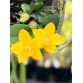 C. cernua aurea – Sắc vàng rực rỡ, lan mini độc đáo dễ sưu tầm - TG
