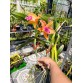L. tenebrosa hybrid – Sắc cam đồng nổi bật, chia hướng 2 thân khỏe - TG