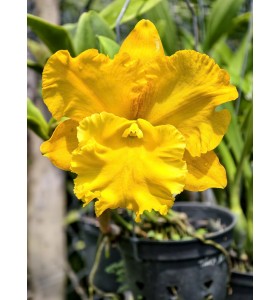 Thanksina Gold 2&ndash; Sắc v&agrave;ng nổi bật, hoa đẹp sang trọng - TG