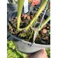 C. quadricolor hàng tuyển chọn – Form hoa đẹp, sắc màu quý phái - TG