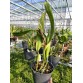 C. quadricolor hàng tuyển chọn – Form hoa đẹp, sắc màu quý phái - TG