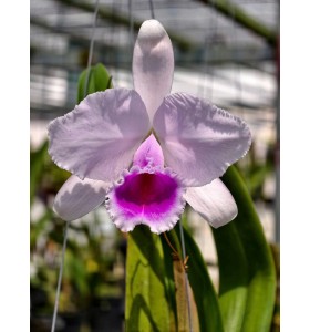 C. quadricolor h&agrave;ng tuyển chọn &ndash; Form hoa đẹp, sắc m&agrave;u qu&yacute; ph&aacute;i - TG
