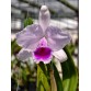 C. quadricolor hàng tuyển chọn – Form hoa đẹp, sắc màu quý phái - TG