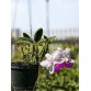 C. walkeriana semi alba – Hàng chọn lọc, lưỡi căng đẹp cực phẩm - TG