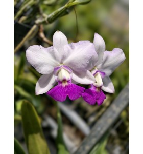 C. walkeriana semi alba &ndash; H&agrave;ng chọn lọc, lưỡi căng đẹp cực phẩm - TG