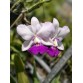 C. walkeriana semi alba – Hàng chọn lọc, lưỡi căng đẹp cực phẩm - TG