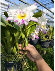 Julie hướng zin mập &ndash; Th&acirc;n khỏe, form đẹp, tiềm năng hoa cực tốt - TG