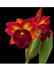CATTLEYA RỒNG TRUNG QUỐC -  D&aacute;ng hoa độc lạ, vẻ đẹp đầy c&aacute; t&iacute;nh - TG