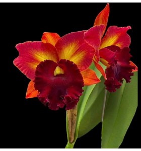 CATTLEYA RỒNG TRUNG QUỐC -  D&aacute;ng hoa độc lạ, vẻ đẹp đầy c&aacute; t&iacute;nh - TG