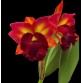 CATTLEYA RỒNG TRUNG QUỐC -  Dáng hoa độc lạ, vẻ đẹp đầy cá tính - TG