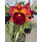 CATTLEYA RỒNG TRUNG QUỐC -  Dáng hoa độc lạ, vẻ đẹp đầy cá tính - TG