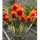 CATTLEYA RỒNG TRUNG QUỐC -  Dáng hoa độc lạ, vẻ đẹp đầy cá tính - TG