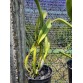CATTLEYA RỒNG TRUNG QUỐC -  Dáng hoa độc lạ, vẻ đẹp đầy cá tính - TG