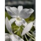 Gur. skinneri var. albescens – Vẻ đẹp trắng hồng thanh tao, chuẩn lan sưu tầm - TG