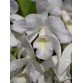 Gur. skinneri var. albescens – Vẻ đẹp trắng hồng thanh tao, chuẩn lan sưu tầm - TG