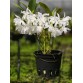 Gur. skinneri var. albescens – Vẻ đẹp trắng hồng thanh tao, chuẩn lan sưu tầm - TG