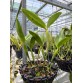 Gur. skinneri var. albescens – Vẻ đẹp trắng hồng thanh tao, chuẩn lan sưu tầm - TG