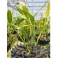Gur. skinneri var. albescens – Vẻ đẹp trắng hồng thanh tao, chuẩn lan sưu tầm - TG