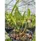 Gur. skinneri var. albescens – Vẻ đẹp trắng hồng thanh tao, chuẩn lan sưu tầm - TG