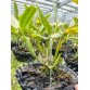 Gur. skinneri var. albescens – Vẻ đẹp trắng hồng thanh tao, chuẩn lan sưu tầm - TG