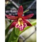 BC. RUSTIC SPOT H&R – CATTLEYA ĐỐM ĐỘC LẠ, HOA NỔI BẬT - TG