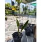 C. Love Fresh nhập Mỹ – Form hoa sang, cây khỏe bán theo hướng - TG