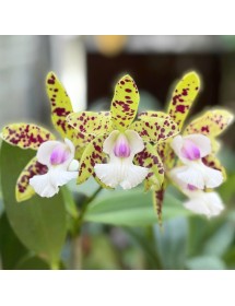 Cattleya YNS Green Leopard &ndash; Sắc xanh đốm độc lạ đầy cuốn h&uacute;t - TG