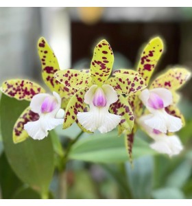 Cattleya YNS Green Leopard &ndash; Sắc xanh đốm độc lạ đầy cuốn h&uacute;t - TG