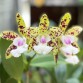 Cattleya YNS Green Leopard – Sắc xanh đốm độc lạ đầy cuốn hút - TG