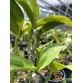 Cattleya YNS Green Leopard – Sắc xanh đốm độc lạ đầy cuốn hút - TG