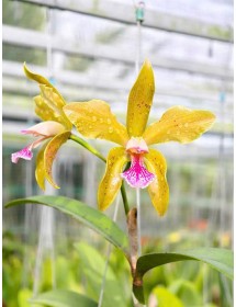 C. granulosa aurea Binot x self nhập Brazil &ndash; Sắc v&agrave;ng qu&yacute; hiếm đầy cuốn h&uacute;t - TG