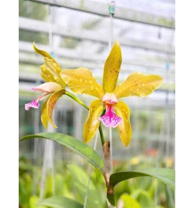 C. granulosa aurea Binot x self nhập Brazil &ndash; Sắc v&agrave;ng qu&yacute; hiếm đầy cuốn h&uacute;t - TG