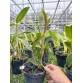 C. granulosa aurea Binot x self nhập Brazil – Sắc vàng quý hiếm đầy cuốn hút - TG