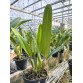 L. purpurata var werkhauseri – Vẻ đẹp quý phái của lan Brazil  - TG