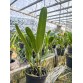 L. purpurata var werkhauseri – Vẻ đẹp quý phái của lan Brazil  - TG