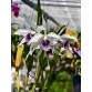 L. purpurata var werkhauseri – Vẻ đẹp quý phái của lan Brazil  - TG