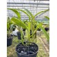 C. bowringiana albescens – Thanh thoát, tinh khôi và đầy cuốn hút - TG