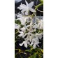 C. bowringiana albescens – Thanh thoát, tinh khôi và đầy cuốn hút - TG
