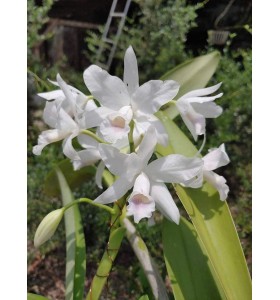 C. bowringiana albescens &ndash; Thanh tho&aacute;t, tinh kh&ocirc;i v&agrave; đầy cuốn h&uacute;t - TG