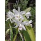 C. bowringiana albescens – Thanh thoát, tinh khôi và đầy cuốn hút - TG