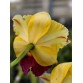 Cattleya Mr Yên Chớp - TG